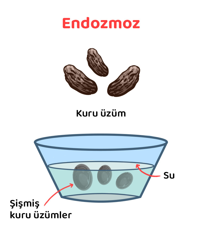 Ozmoz Nedir T B TAK Bilim Gen Dif zyon Ve Ozmoz Nedir Ortak Ve Ozmoz Nedir T B TAK Bilim Gen Dif zyon Ve Ozmoz Nedir Ortak Ve